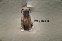 Zeb, a male Boxer for sale in Frontier, MI – Photo 4 of 6