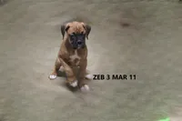 Zeb, a male Boxer for sale in Frontier, MI – Photo 3 of 6