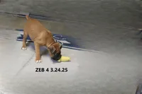 Zeb, a male Boxer for sale in Frontier, MI – Photo 6 of 6