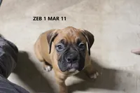 Zeb, a male Boxer for sale in Frontier, MI – Photo 1 of 6