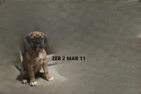 Zeb, a male Boxer for sale in Frontier, MI – Photo 2 of 6