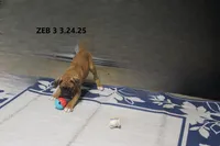 Zeb, a male Boxer for sale in Frontier, MI – Photo 5 of 6