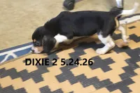 Dixie, a female Beagle for sale in Frontier, MI – 3 of 3
