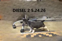 Diesel, a male Beagle for sale in Frontier, MI – 2 of 5
