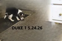 Duke, a male Beagle for sale in Frontier, MI – 2 of 4