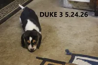 Duke, a male Beagle for sale in Frontier, MI – 3 of 4