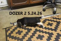 Dozer, a male Beagle for sale in Frontier, MI – 3 of 5