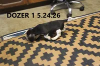 Dozer, a male Beagle for sale in Frontier, MI – 2 of 5