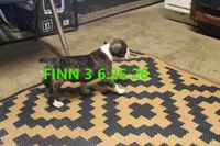 Finn, a male Boxer for sale in Frontier, MI – 3 of 3