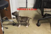 Frankie, a male Boxer for sale in Frontier, MI – 3 of 3