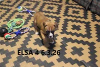 ELSA, a female Boxer for sale in Frontier, MI – 3 of 3
