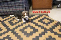 GUS, a male Beagle for sale in Frontier, MI – 1 of 3