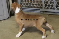 Betsy, a female Boxer for sale in Frontier, MI – Photo 2 of 5