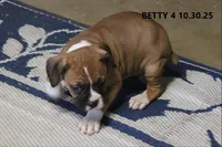 Betsy, a female Boxer for sale in Frontier, MI – Photo 4 of 5