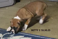 Betsy, a female Boxer for sale in Frontier, MI – Photo 3 of 5