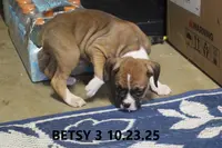 Betsy, a female Boxer for sale in Frontier, MI – Photo 5 of 5