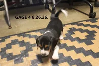 GAGE, a male Beagle for sale in Frontier, MI – 2 of 3