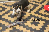 Doc, a male Beagle for sale in Frontier, MI – 2 of 4