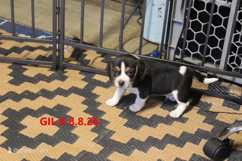 GIL – Beagle puppy for sale in Frontier, MI