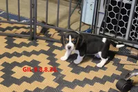 GIL, a male Beagle for sale in Frontier, MI – 1 of 3