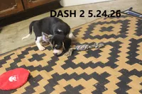 Dash, a male Beagle for sale in Frontier, MI – 3 of 5