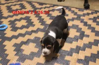 GENEVA, a female Beagle for sale in Frontier, MI – 3 of 3