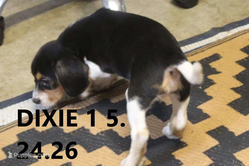 Dixie – Beagle puppy for sale in Frontier, MI