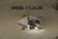 Diesel, a male Beagle for sale in Frontier, MI – 3 of 5
