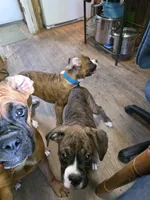 Fabian, a male Boxer for sale in Frontier, MI – 6 of 6