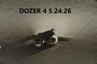 Dozer, a male Beagle for sale in Frontier, MI – 4 of 5