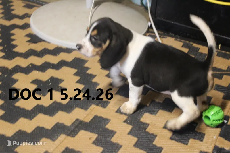 Doc – Beagle puppy for sale in Frontier, MI