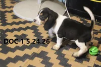 Doc, a male Beagle for sale in Frontier, MI – 1 of 4