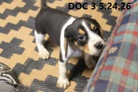 Doc, a male Beagle for sale in Frontier, MI – 3 of 4