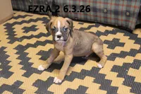 Ezra, a male Boxer for sale in Frontier, MI – 1 of 3