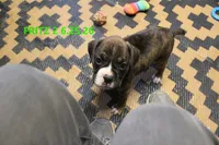 Fritz, a male Boxer for sale in Frontier, MI – 2 of 3
