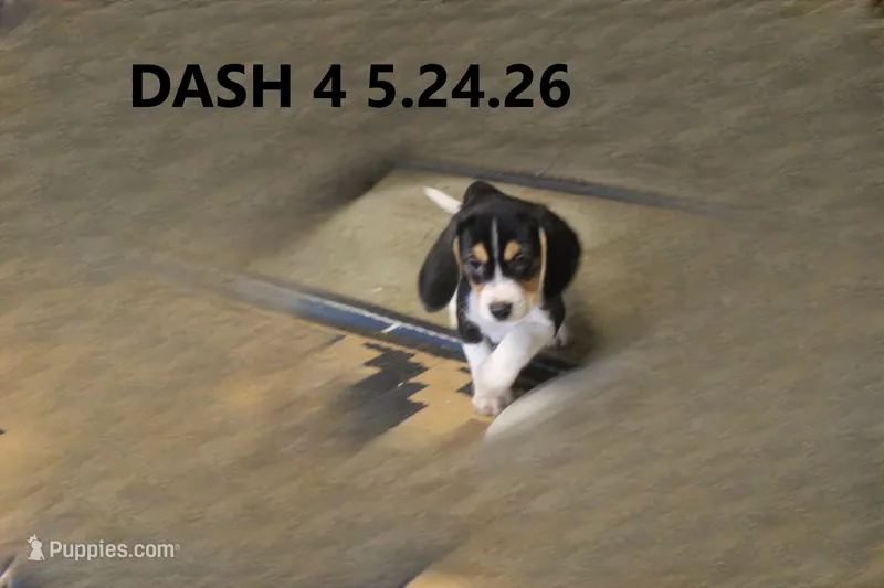 Dash – Beagle puppy for sale in Frontier, MI