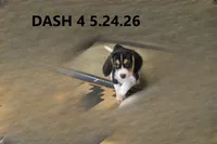 Dash, a male Beagle for sale in Frontier, MI – 1 of 5