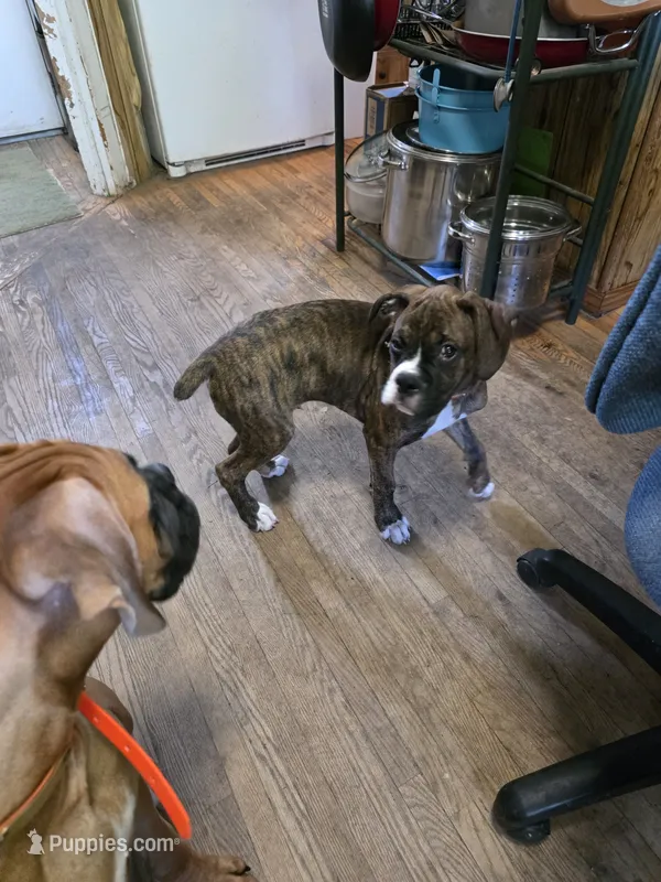 Fritz – Boxer puppy for sale in Frontier, MI
