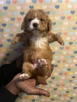 Ziti, a female Bichon Frise and Poodle - Toy  for sale in Rochester, NY – Photo 5 of 5