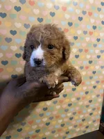 Ziti, a female Bichon Frise and Poodle - Toy  for sale in Rochester, NY – Photo 4 of 5