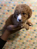 Ziti, a female Bichon Frise and Poodle - Toy  for sale in Rochester, NY – Photo 1 of 5