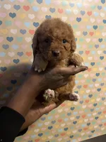 Ravioli, a male Bichon Frise and Poodle - Toy  for sale in Rochester, NY – Photo 2 of 6
