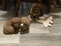 Ravioli, a male Bichon Frise and Poodle - Toy  for sale in Rochester, NY – Photo 5 of 6