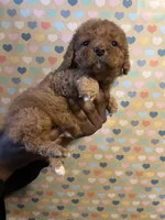 Ravioli, a male Bichon Frise and Poodle - Toy  for sale in Rochester, NY – Photo 6 of 6