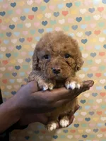 Ravioli, a male Bichon Frise and Poodle - Toy  for sale in Rochester, NY – Photo 3 of 6