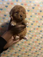 Ravioli, a male Bichon Frise and Poodle - Toy  for sale in Rochester, NY – Photo 1 of 6