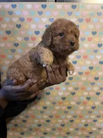Ravioli, a male Bichon Frise and Poodle - Toy  for sale in Rochester, NY – Photo 4 of 6