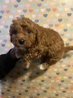 Macaroni, a male Bichon Frise and Poodle - Toy  for sale in Rochester, NY – Photo 5 of 5