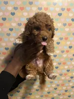 Macaroni, a male Bichon Frise and Poodle - Toy  for sale in Rochester, NY – Photo 2 of 5