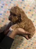 Macaroni, a male Bichon Frise and Poodle - Toy  for sale in Rochester, NY – Photo 3 of 5